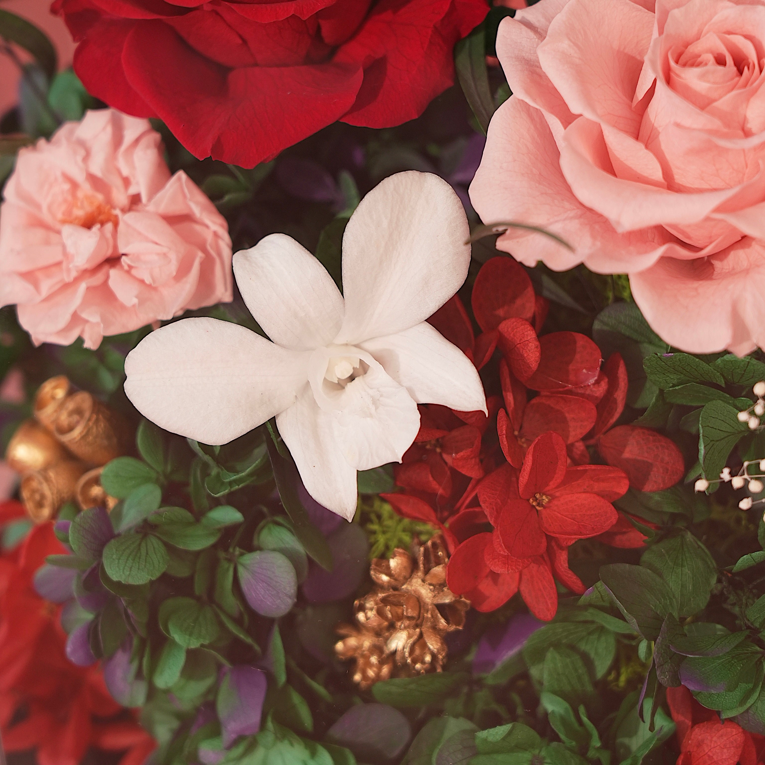 Floral Journeys｜Fortune Begonia (2 sizes)