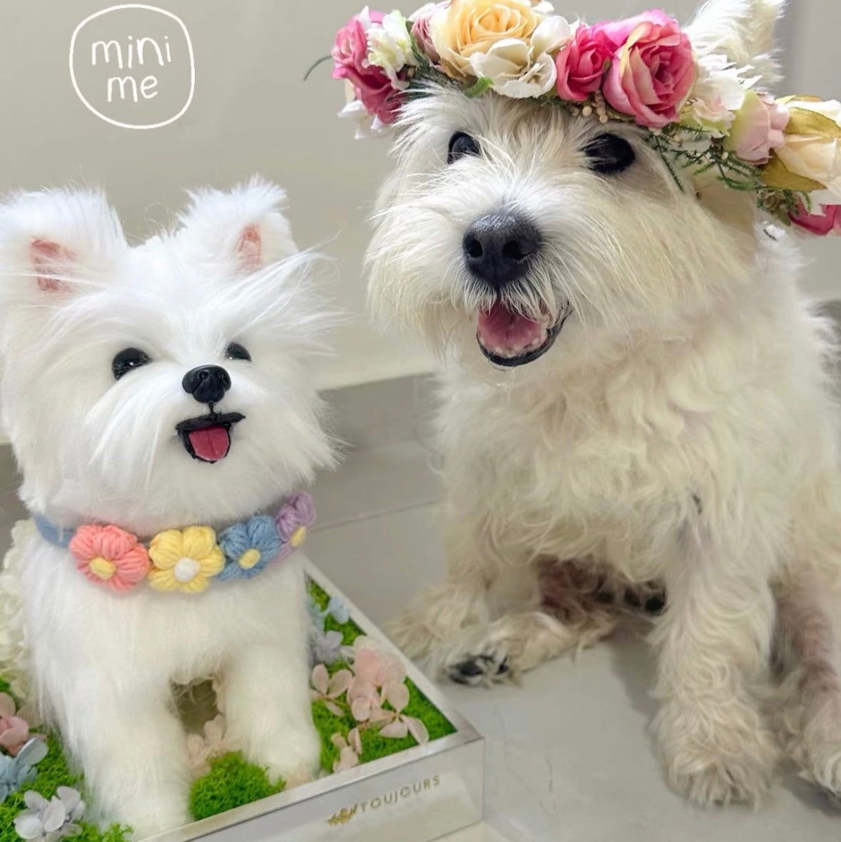 Two small white dogs, one with a floral headband, on a white surface.