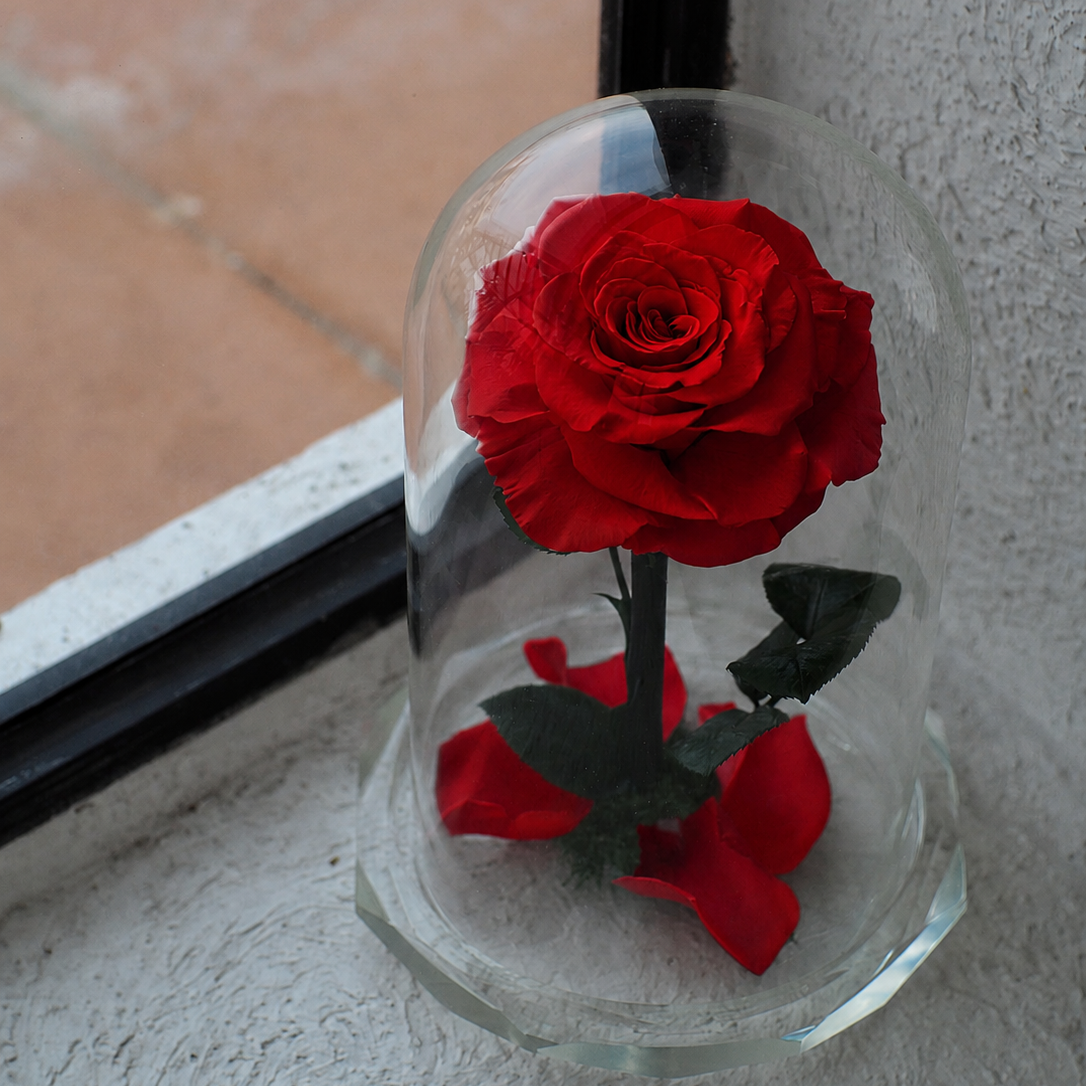 Red rose inside a glass dome on a concrete surface