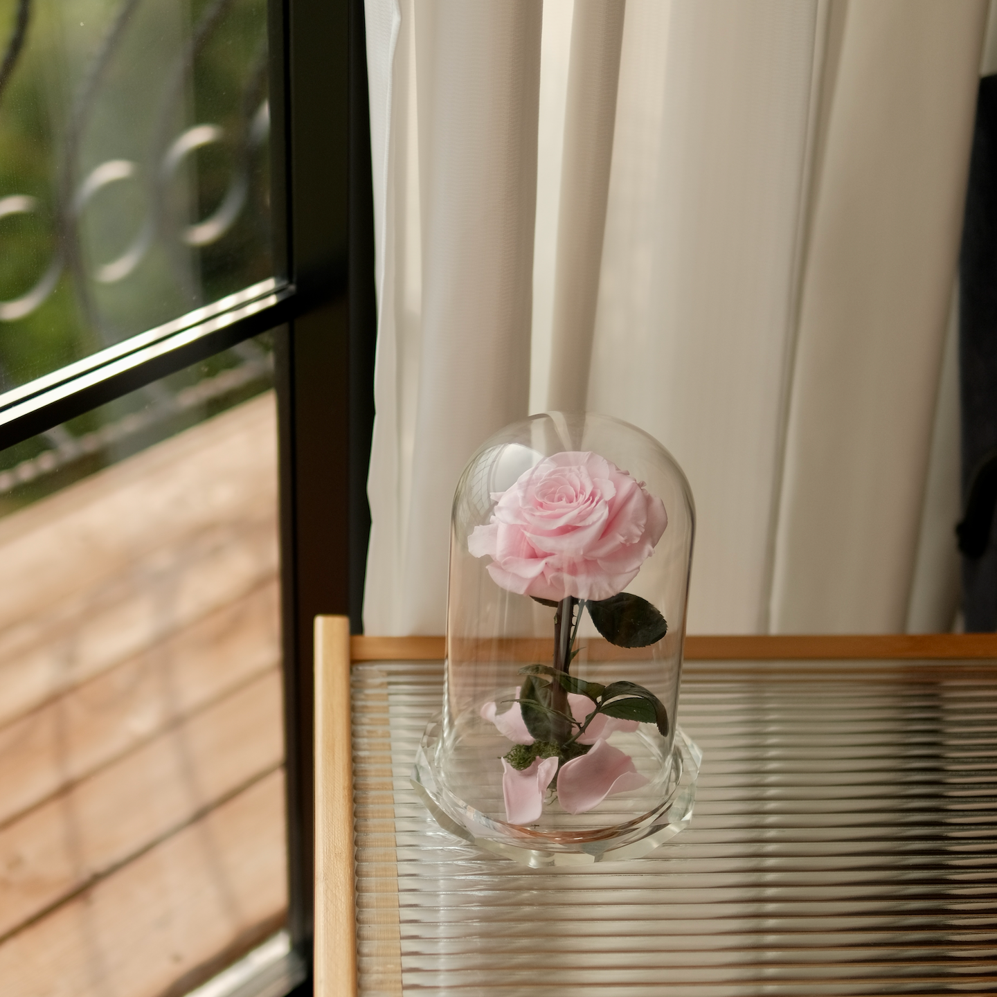 Pink rose in a glass dome on a windowsill with a blurred outdoor background