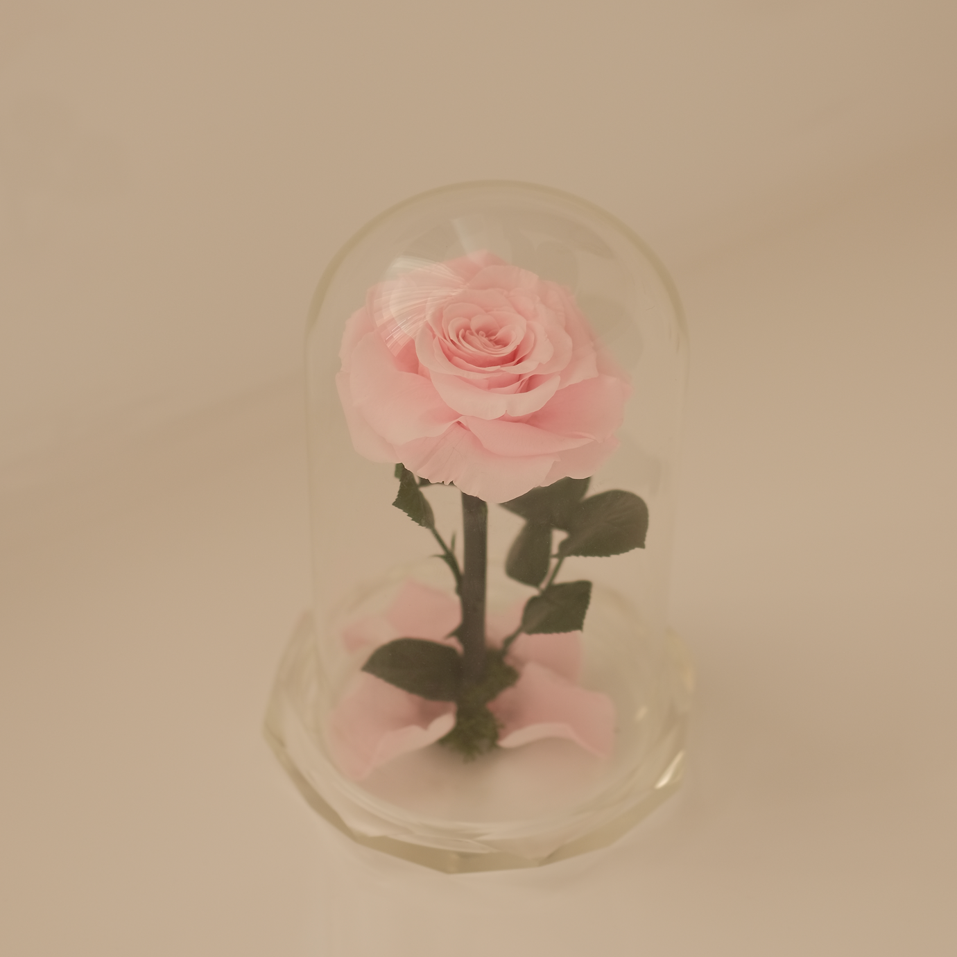 Rose Amour｜Crystal Encased Eternal Rose