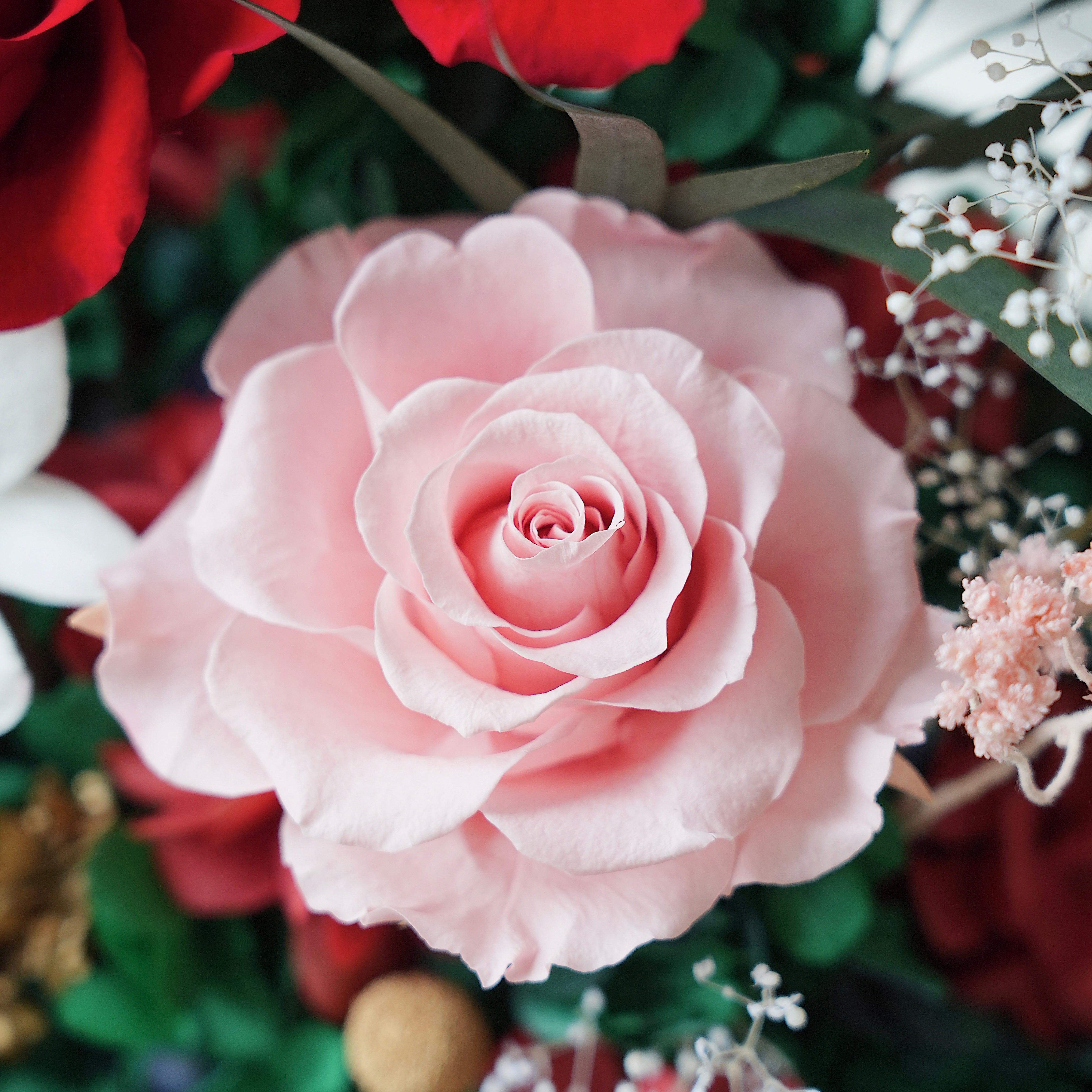 Floral Journeys｜Fortune Begonia (2 sizes)